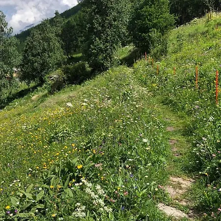 Adler Saas-Grund